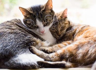 What is our relationship with our pets?  Discover more at free exhibition in Oxford.  Two cats cuddling image 