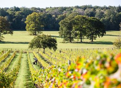 Quob Park Estate Winery and Vineyard Tour