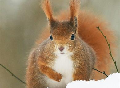 Winter Photography Days at British Wildlife Centre