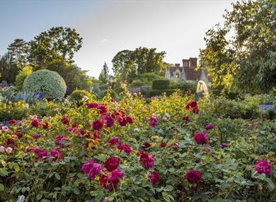 Roses in Bloom at Borde Hill