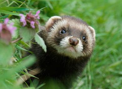 Polecat at British Wildlife Centre, Surrey