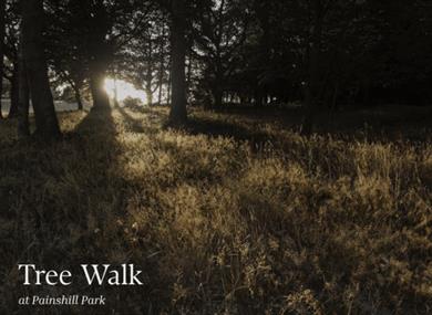 Tree Walk at Painshill
