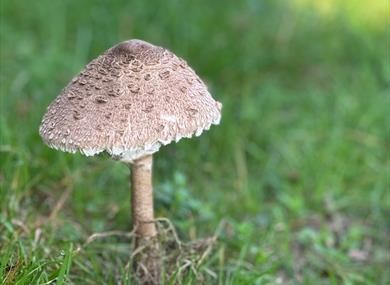Autumn Fungi Walks 