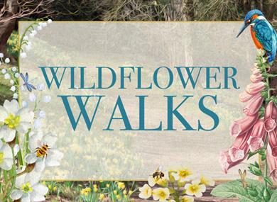 Wildflower Walks 