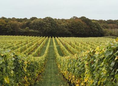 Yoga in the Vines at Balfour Winery