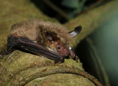 Bat Walks