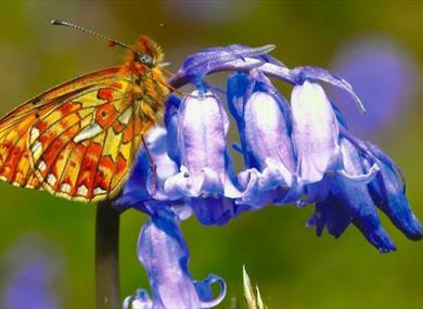 Butterfly on Bluebell at Arlington Bluebell Walk