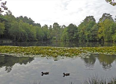 heath pond simons wood
