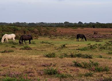 New Forest
