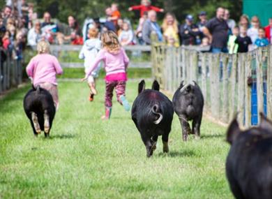 South of England Rare Breeds Centre