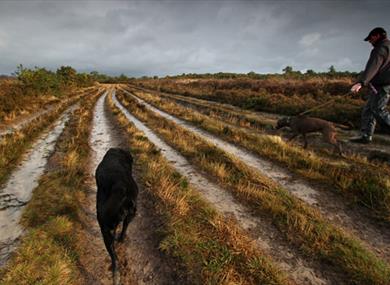 Ashdown Forest, mid Sussex - credit Chris Mole