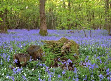 Arlington Bluebell Walk