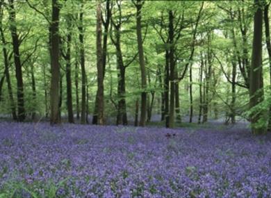 Bluebells at Foxholes near Bruern