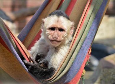 Monkey Haven