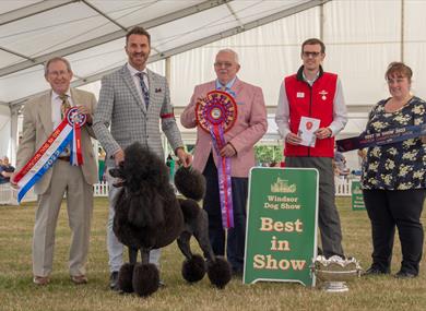 Windsor Championship Dog Show Best in Show. Image courtesy ShowdogMedia: www.showdogmedia.co.uk