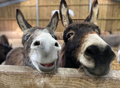 The Isle of Wight Donkey Sanctuary