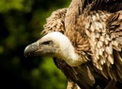 pic of vulture