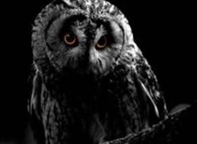 pic of owl