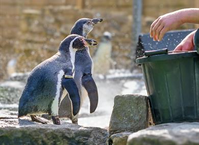 Penguins at Birdworld