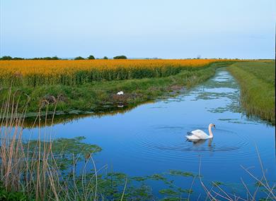 Romney Marsh