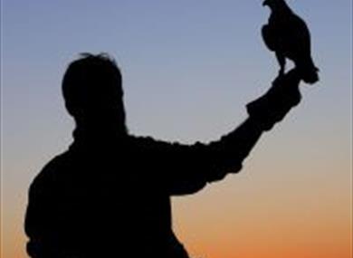 silhouette of man holding bird