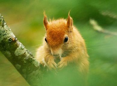 British Wildlife Centre