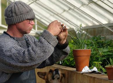 Man touching flowers in greenhouse.