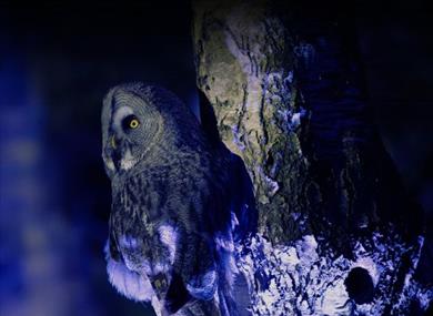 Winter Woodland Lights