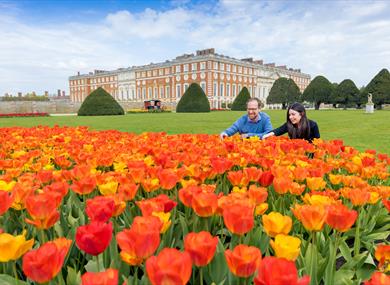 Tulip Festival at Hampton Court Palace