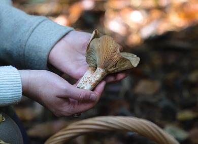 <img src="foraging.jpg" alt="">