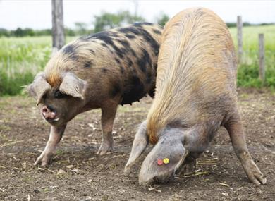 Hogshaw Farm & Wildlife Park