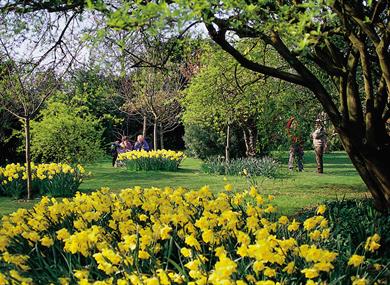 Highdown Gardens Worthing - spring flowers