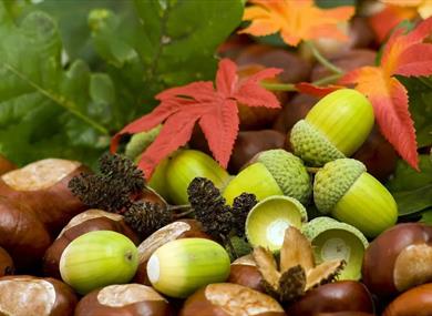 <img src="autumn.jpg" alt="">