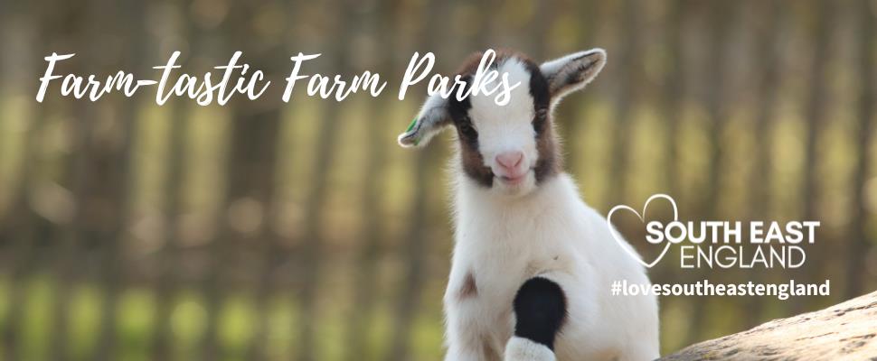 Enjoy a family day out to Rare Breed Centre in Ashford, Kent