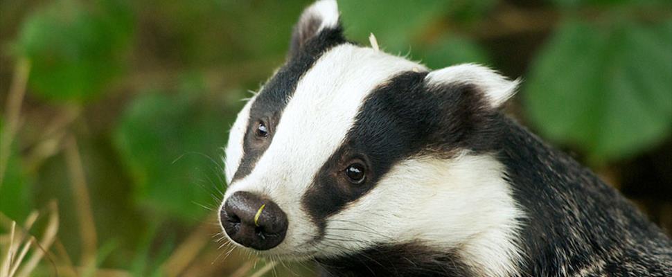 British Wildlife Centre