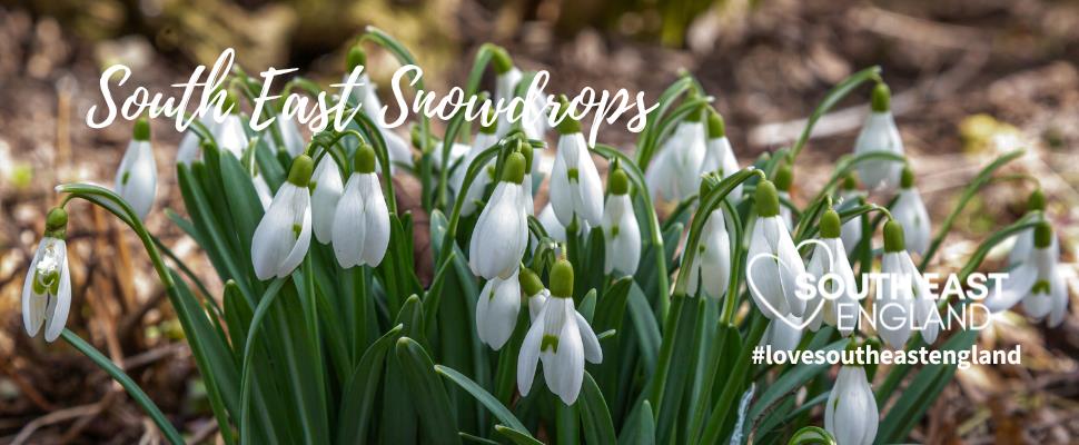 Enjoy the beautiful dainty snowdrops across South East England