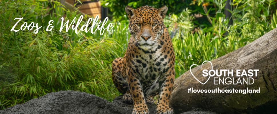 Hertfordshire Zoo | Broxbourne, Hertfordshire