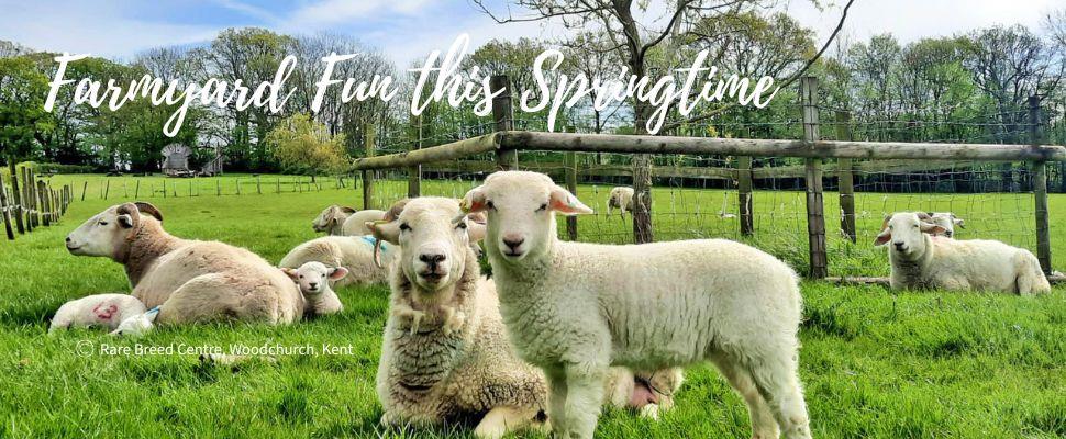 Farmyard Fun in South East England