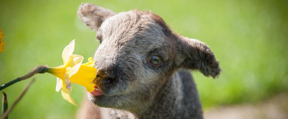 Fishers Adventure Farm Park