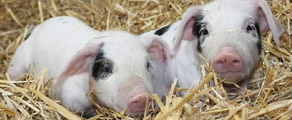 farm petting zoo london