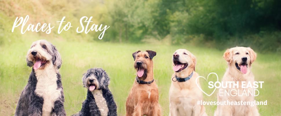 Dog Friendly Accommodation