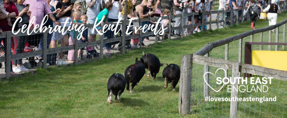 Pig Races at Rare Breeds Centre in Kent