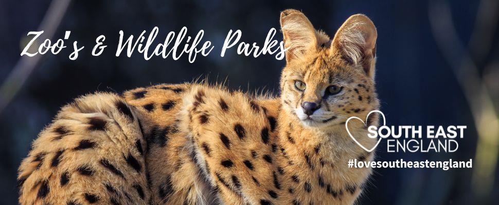 Serval at Wildheart Animal Sanctuary, Sandown, Isle of Wight