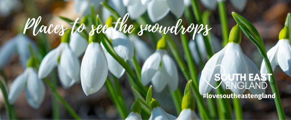 Places to see the snowdrops across South East England
