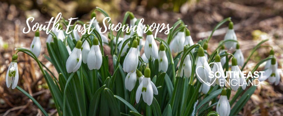 Enjoy the beautiful dainty snowdrops across South East England