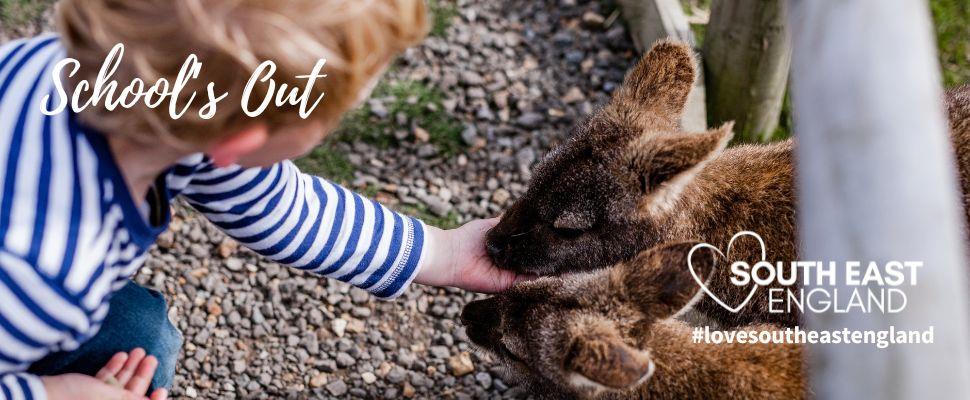 Patting the Wallabies at Tapnell Farm on the Isle of Wight