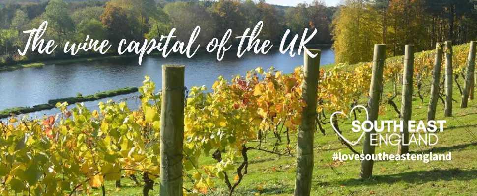 Vineyard at Painshill Park in Surrey