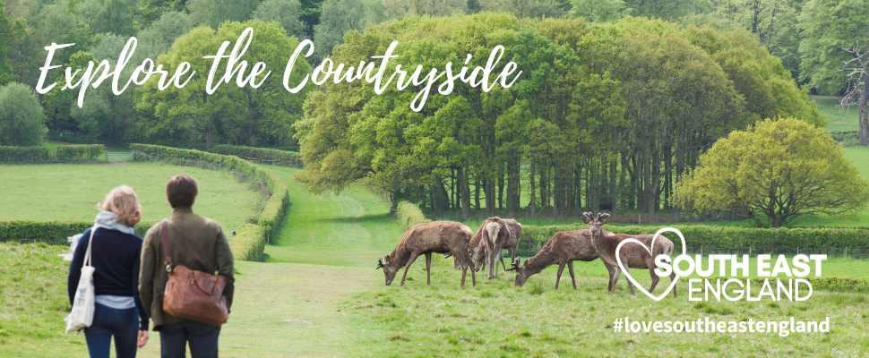 Stroll amongst the deer at Windsor Great Park
