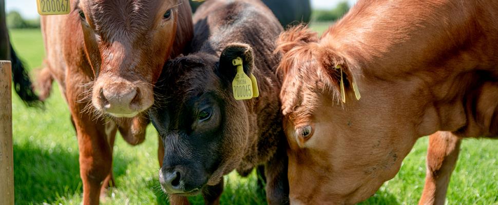 Hogshaw Farm & Wildlife Park