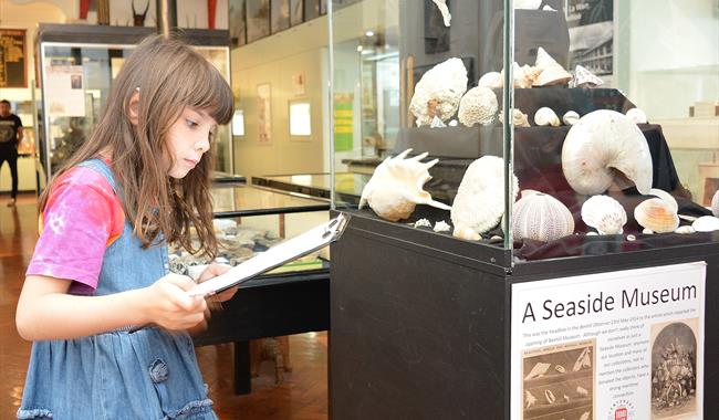 Child reading information by a display of seashells at Bexhill Museum